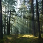 7 Manfaat Matahari Pagi untuk Kesehatan Tubuh yang Jarang Diketahui